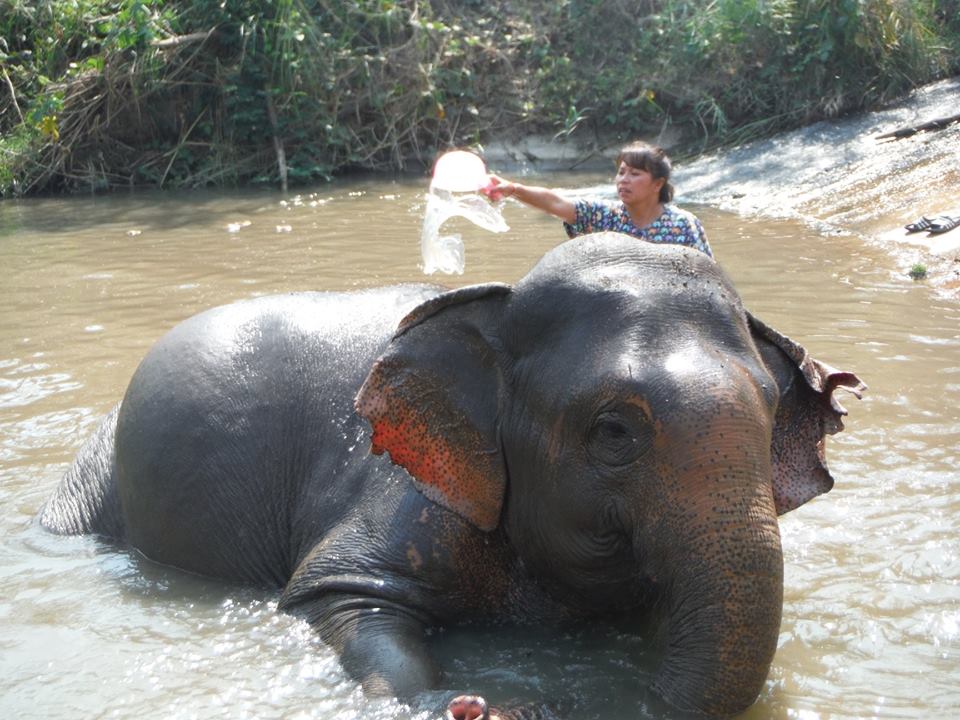 elephant bathing 1