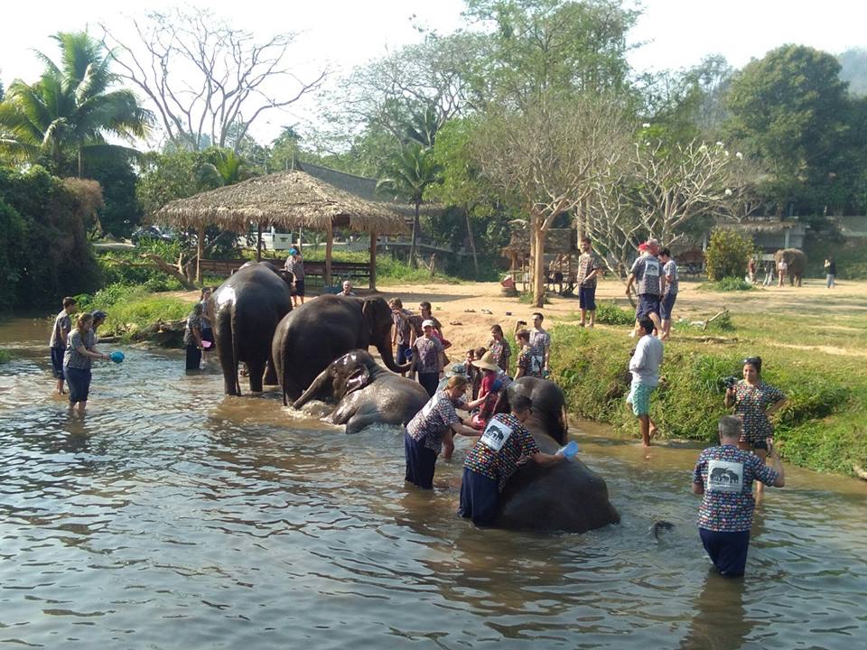 elephant bathing