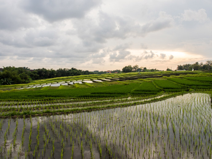 rice-fields-in-canggu-bali-what-you-will-see